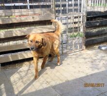 BILLY, Hund, Golden Retriever-Mix in Bulgarien - Bild 15