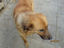 BILLY, Hund, Golden Retriever-Mix in Bulgarien - Bild 16