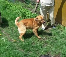 BILLY, Hund, Golden Retriever-Mix in Bulgarien - Bild 17