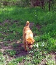 BILLY, Hund, Golden Retriever-Mix in Bulgarien - Bild 3