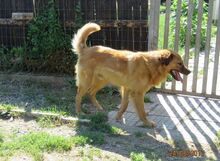 BILLY, Hund, Golden Retriever-Mix in Bulgarien - Bild 4