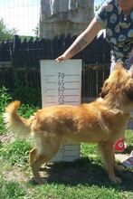 BILLY, Hund, Golden Retriever-Mix in Bulgarien - Bild 5