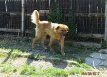BILLY, Hund, Golden Retriever-Mix in Bulgarien - Bild 6