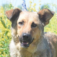 JUDIT, Hund, Mischlingshund in Ungarn - Bild 1