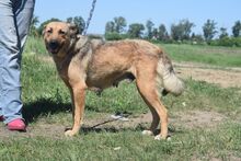 JUDIT, Hund, Mischlingshund in Ungarn - Bild 10