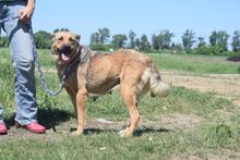 JUDIT, Hund, Mischlingshund in Ungarn - Bild 11