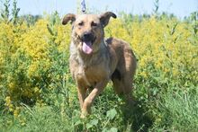 JUDIT, Hund, Mischlingshund in Ungarn - Bild 12