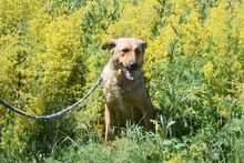 JUDIT, Hund, Mischlingshund in Ungarn - Bild 13