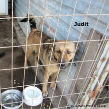 JUDIT, Hund, Mischlingshund in Ungarn - Bild 14