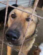 JUDIT, Hund, Mischlingshund in Ungarn - Bild 16