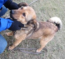 JUDIT, Hund, Mischlingshund in Ungarn - Bild 17