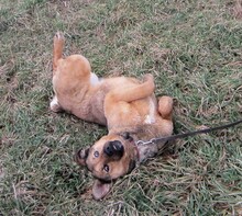 JUDIT, Hund, Mischlingshund in Ungarn - Bild 18