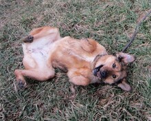 JUDIT, Hund, Mischlingshund in Ungarn - Bild 19
