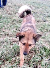 JUDIT, Hund, Mischlingshund in Ungarn - Bild 21