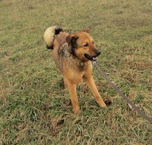 JUDIT, Hund, Mischlingshund in Ungarn - Bild 22