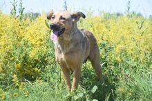 JUDIT, Hund, Mischlingshund in Ungarn - Bild 3