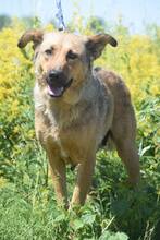 JUDIT, Hund, Mischlingshund in Ungarn - Bild 6