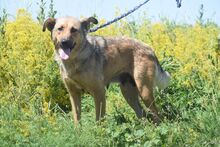 JUDIT, Hund, Mischlingshund in Ungarn - Bild 7