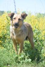 JUDIT, Hund, Mischlingshund in Ungarn - Bild 8