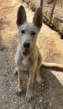 SCULLY, Hund, Mischlingshund in Griechenland - Bild 2