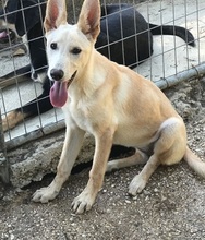SCULLY, Hund, Mischlingshund in Griechenland - Bild 3
