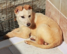 SCULLY, Hund, Mischlingshund in Griechenland - Bild 5