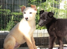 SCULLY, Hund, Mischlingshund in Griechenland - Bild 6