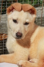SCULLY, Hund, Mischlingshund in Griechenland - Bild 7