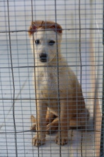 SCULLY, Hund, Mischlingshund in Griechenland - Bild 9