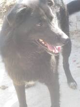 TOBY, Hund, Mischlingshund in Rumänien - Bild 1
