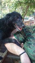 TOBY, Hund, Mischlingshund in Rumänien - Bild 10
