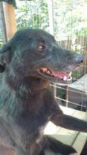 TOBY, Hund, Mischlingshund in Rumänien - Bild 12