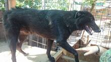 TOBY, Hund, Mischlingshund in Rumänien - Bild 9