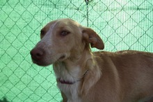 PUMUKY, Hund, Mischlingshund in Spanien - Bild 6