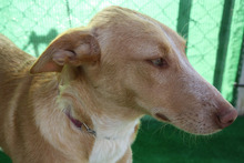 PUMUKY, Hund, Mischlingshund in Spanien - Bild 9