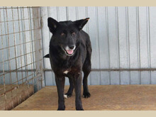 NESSA, Hund, Mischlingshund in Rumänien - Bild 1