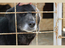 NESSA, Hund, Mischlingshund in Rumänien - Bild 2