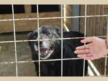 NESSA, Hund, Mischlingshund in Rumänien - Bild 4