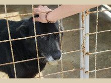 NESSA, Hund, Mischlingshund in Rumänien - Bild 6