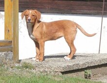 ROXY, Hund, Mischlingshund in Kroatien - Bild 1