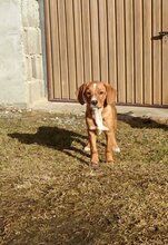 ROXY, Hund, Mischlingshund in Kroatien - Bild 3