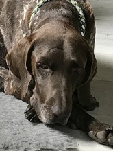 TOTO, Hund, Mischlingshund in Düsseldorf - Bild 24