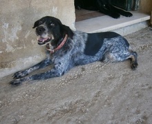 BESS, Hund, Mischlingshund in Griechenland - Bild 4