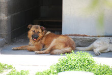 KODA, Hund, Mischlingshund in Bulgarien - Bild 1