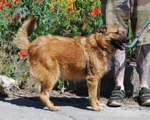 KODA, Hund, Mischlingshund in Bulgarien - Bild 2