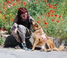 KODA, Hund, Mischlingshund in Bulgarien - Bild 3