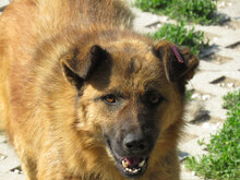 KODA, Hund, Mischlingshund in Bulgarien - Bild 4