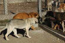 KODA, Hund, Mischlingshund in Bulgarien - Bild 5
