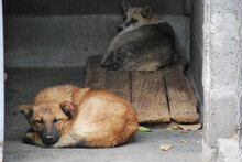 KODA, Hund, Mischlingshund in Bulgarien - Bild 6