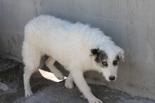 USAGI, Hund, Hütehund-Mix in Rumänien - Bild 3